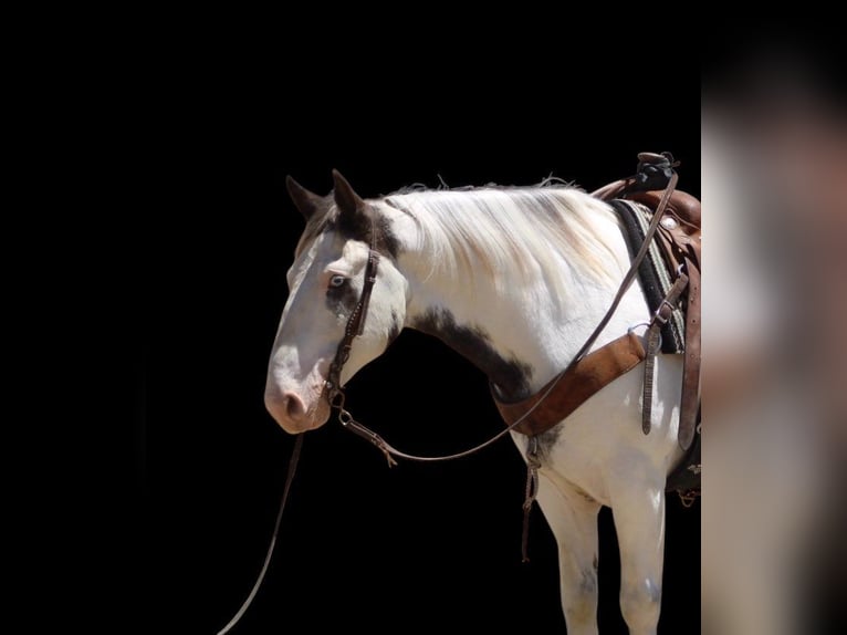 Gypsy Horse Gelding 10 years 14,1 hh Overo-all-colors in Paicines CA