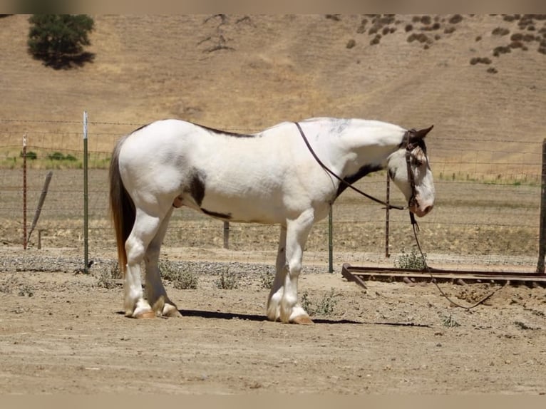 Gypsy Horse Gelding 10 years 14,1 hh Overo-all-colors in Paicines CA