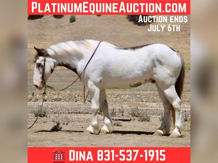 Gypsy Horse Gelding 10 years 14,1 hh Overo-all-colors in Paicines CA