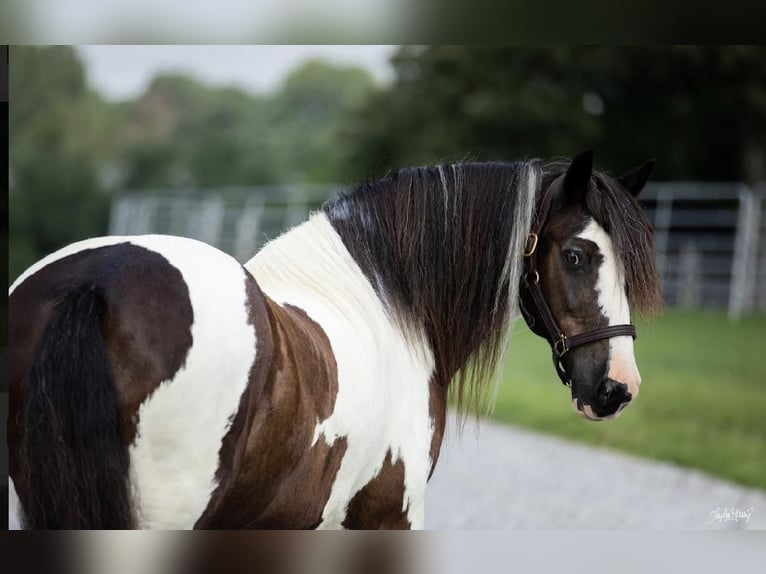 Gypsy Horse Gelding 10 years 14,1 hh Tobiano-all-colors in Princeton, KY