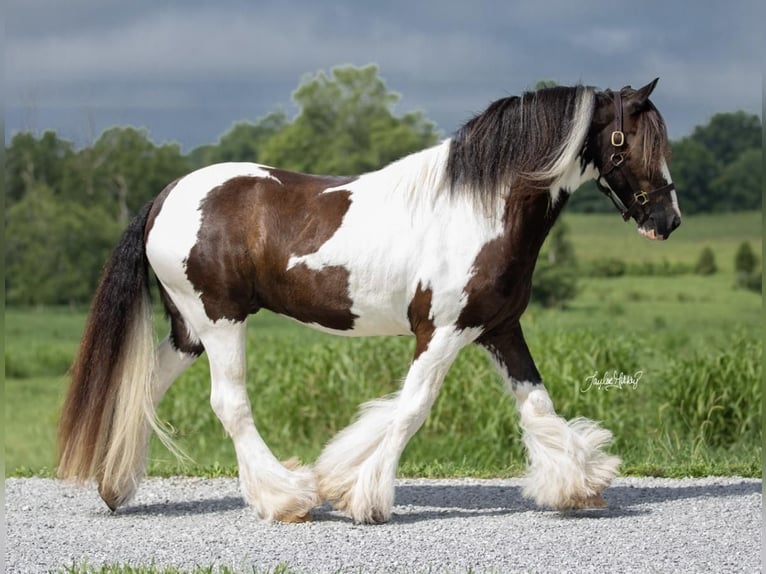 Gypsy Horse Gelding 10 years 14,1 hh Tobiano-all-colors in Princeton, KY