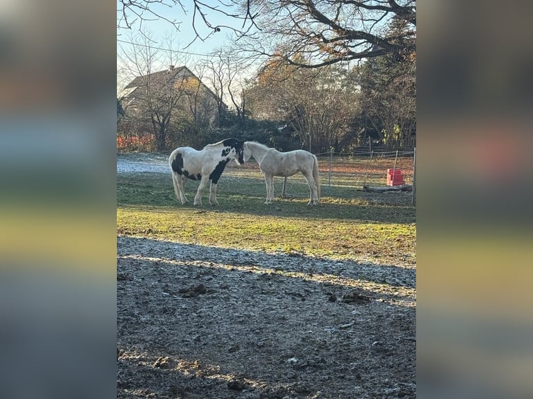 Gypsy Horse Gelding 10 years 14.2 hh Pinto in Wurzen