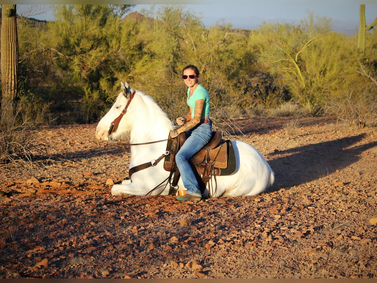 Gypsy Horse Mix Gelding 10 years 14,2 hh in Marana, AZ