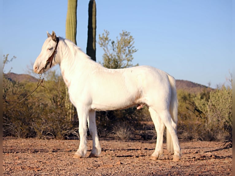 Gypsy Horse Mix Gelding 10 years 14,2 hh in Marana, AZ