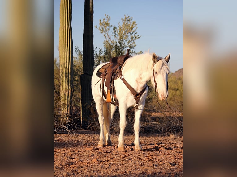 Gypsy Horse Mix Gelding 10 years 14,2 hh in Marana, AZ