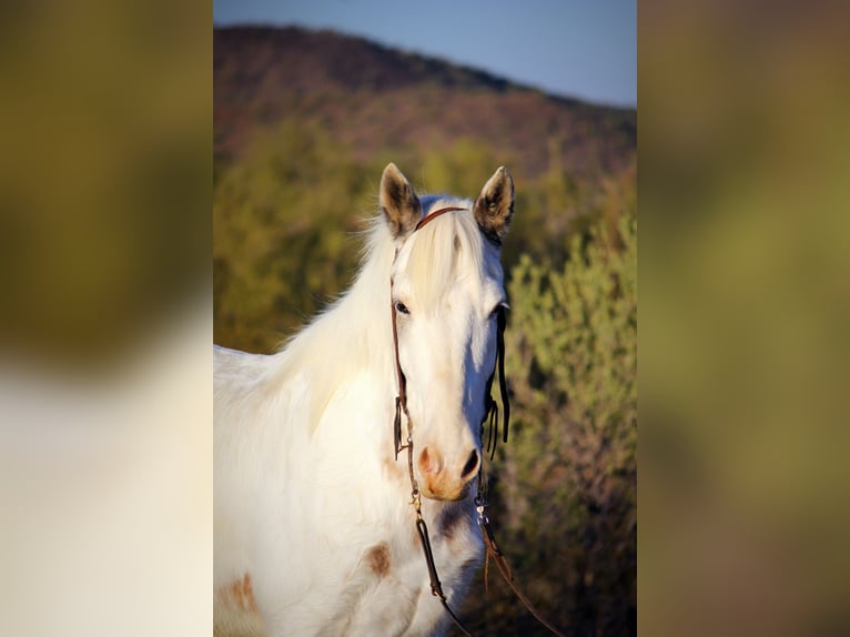 Gypsy Horse Mix Gelding 10 years 14,2 hh in Marana, AZ