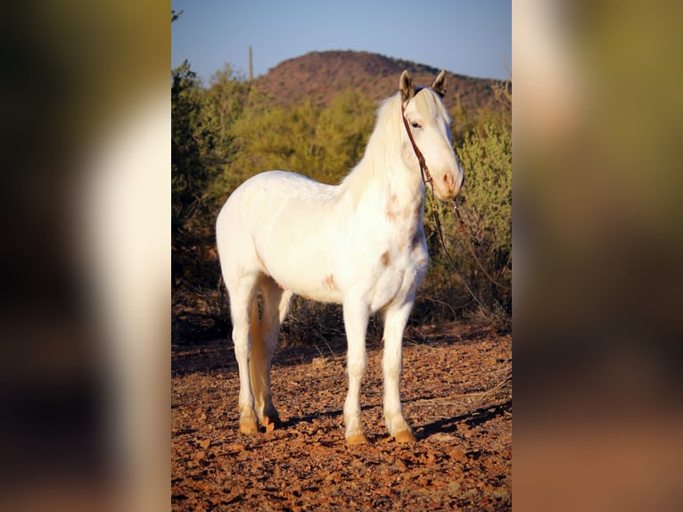 Gypsy Horse Mix Gelding 10 years 14,2 hh in Marana, AZ