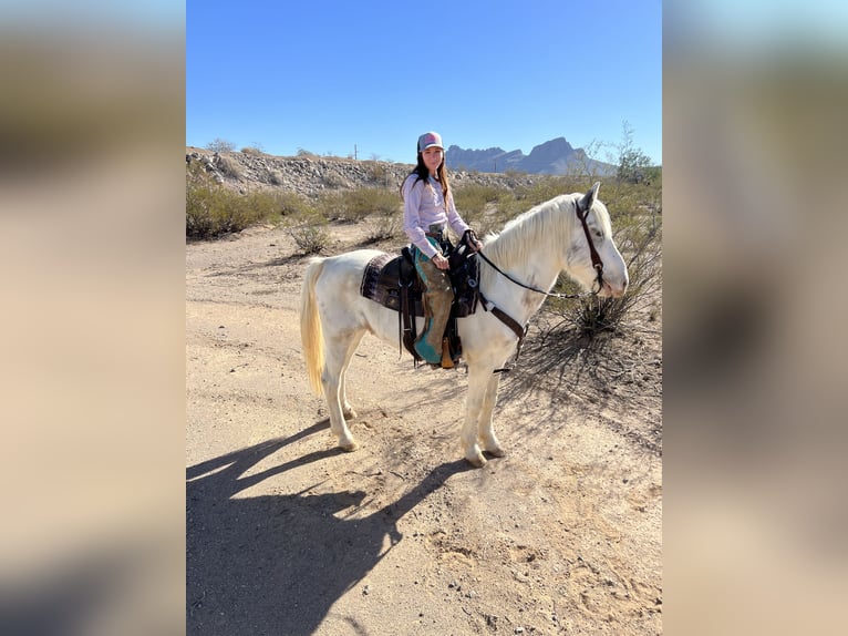 Gypsy Horse Mix Gelding 10 years 14,2 hh in Marana, AZ