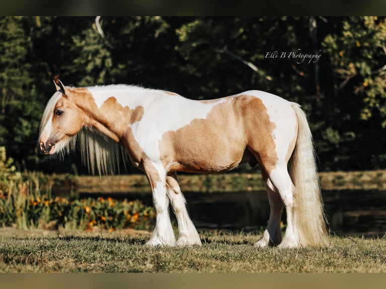 Gypsy Horse Gelding 10 years 14.3 hh Pinto in Mount Vernon
