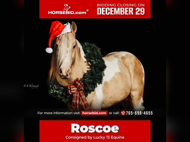 Gypsy Horse Gelding 10 years 14.3 hh Pinto in Mount Vernon