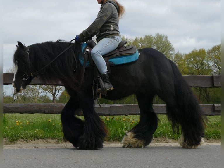 Gypsy Horse Gelding 10 years 14 hh Black in Sustrum