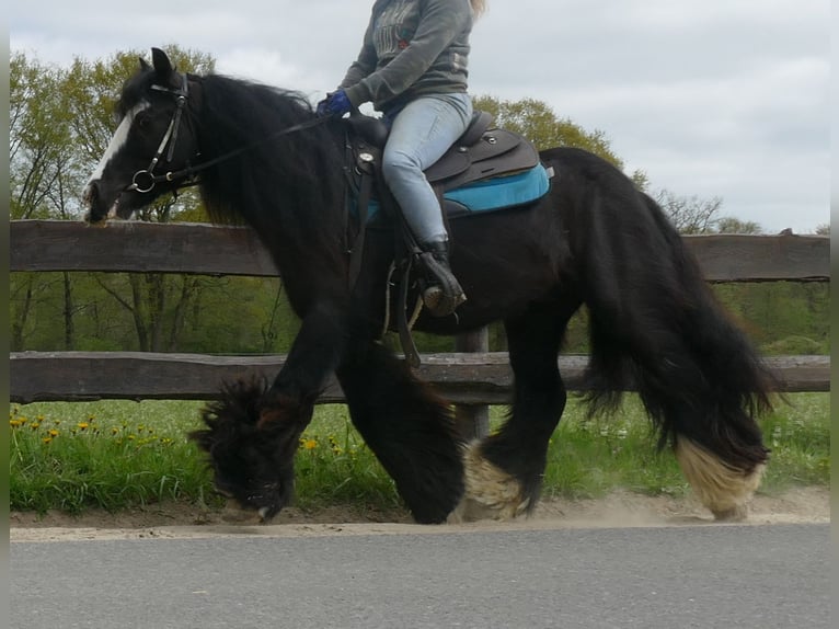 Gypsy Horse Gelding 10 years 14 hh Black in Sustrum