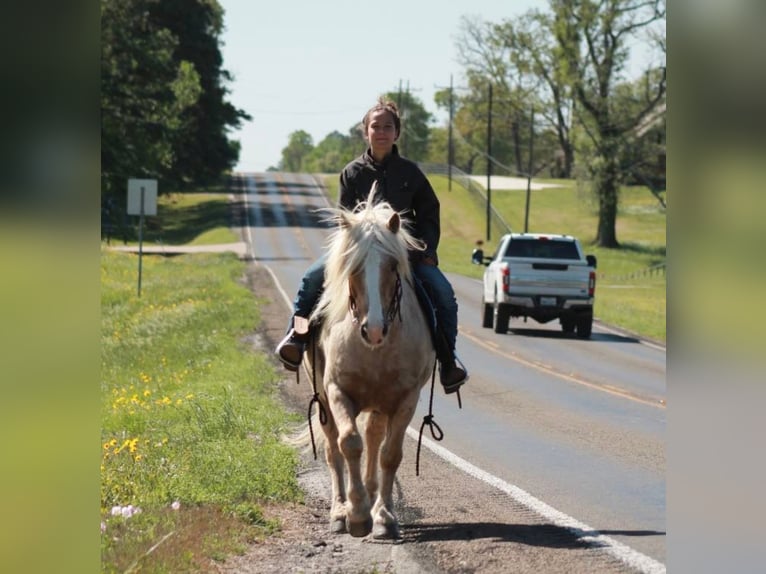 Gypsy Horse Gelding 10 years 14 hh Palomino in Huntsville, TX