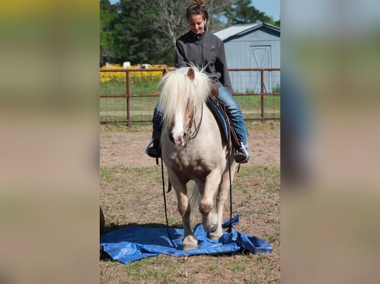 Gypsy Horse Gelding 10 years 14 hh Palomino in Huntsville, TX