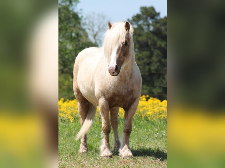 Gypsy Horse Gelding 10 years 14 hh Palomino in Huntsville, TX