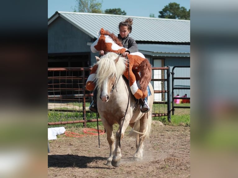 Gypsy Horse Gelding 10 years 14 hh Palomino in Huntsville, TX