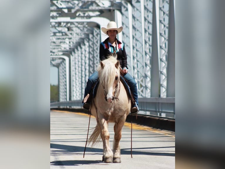 Gypsy Horse Gelding 10 years 14 hh Palomino in Huntsville, TX