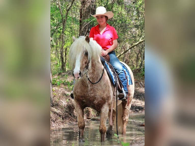 Gypsy Horse Gelding 10 years 14 hh Palomino in Huntsville, TX