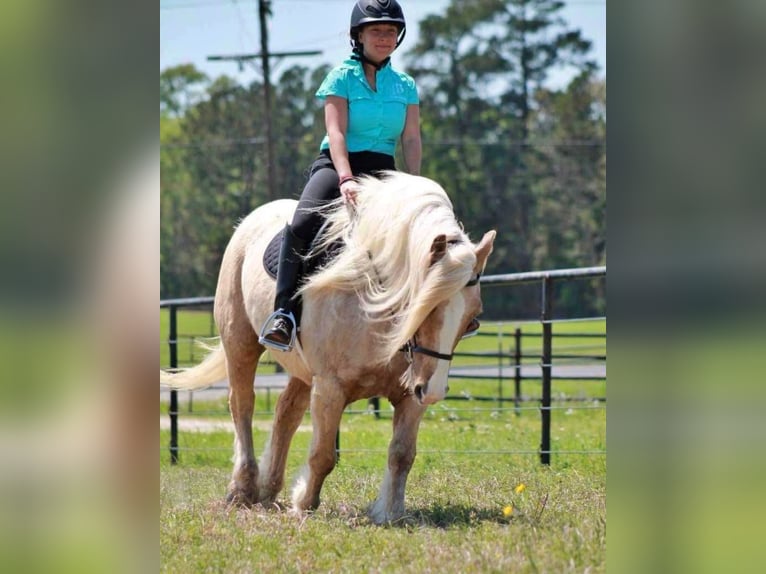 Gypsy Horse Gelding 10 years 14 hh Palomino in Huntsville, TX