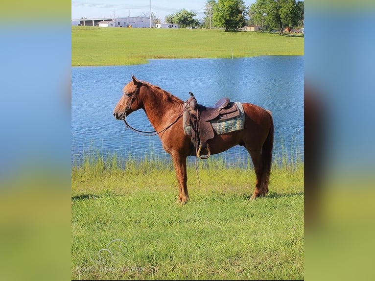 Gypsy Horse Gelding 10 years 14 hh Sorrel in Whitley City, KY