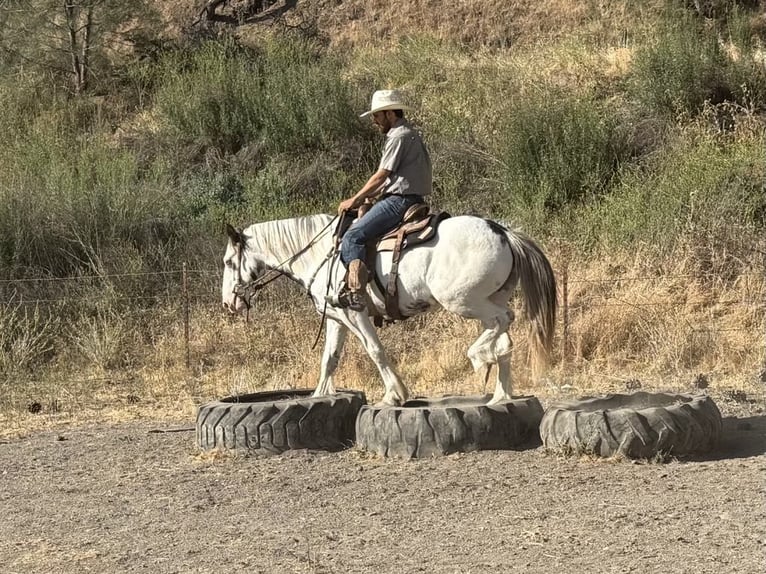 Gypsy Horse Gelding 10 years 14,1 hh Overo-all-colors in Paicines CA