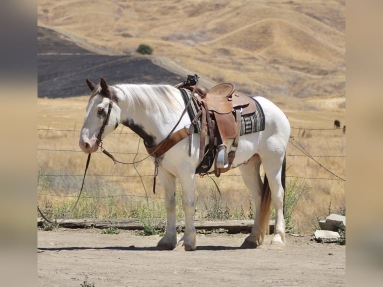 Gypsy Horse Gelding 10 years 14,1 hh Overo-all-colors in Paicines CA
