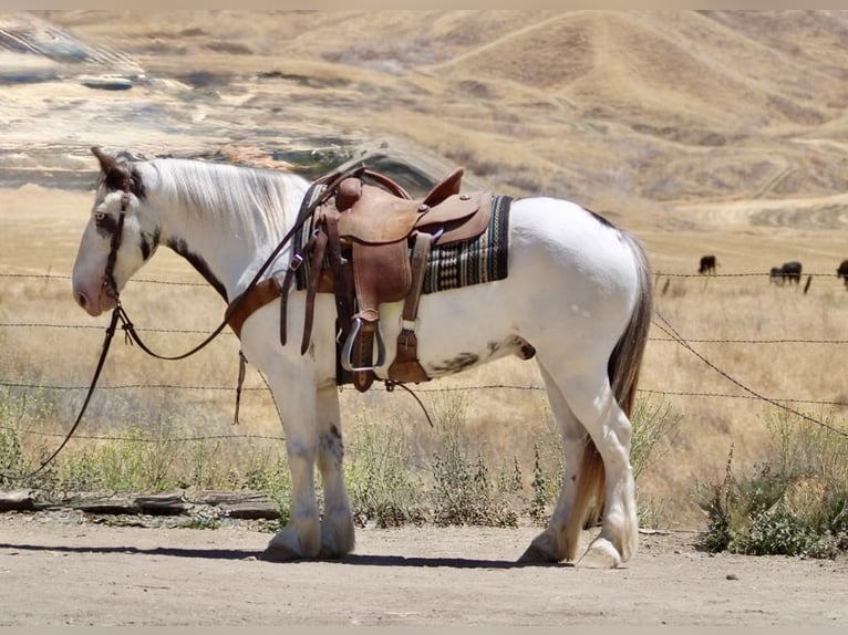 Gypsy Horse Gelding 10 years 14,1 hh Overo-all-colors in Paicines CA