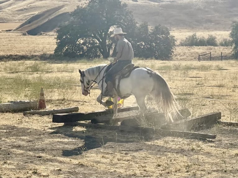 Gypsy Horse Gelding 10 years 14,1 hh Overo-all-colors in Paicines CA