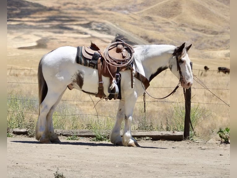 Gypsy Horse Gelding 10 years 14,1 hh Overo-all-colors in Paicines CA