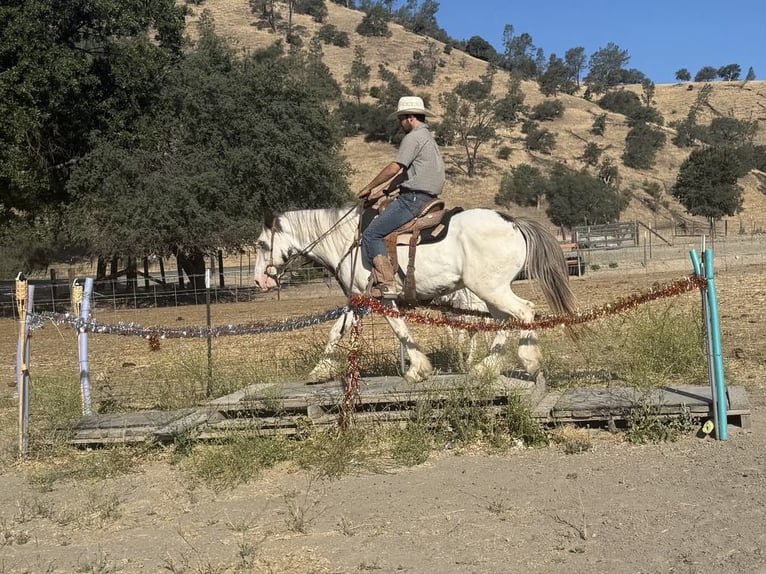 Gypsy Horse Gelding 10 years 14,1 hh Overo-all-colors in Paicines CA