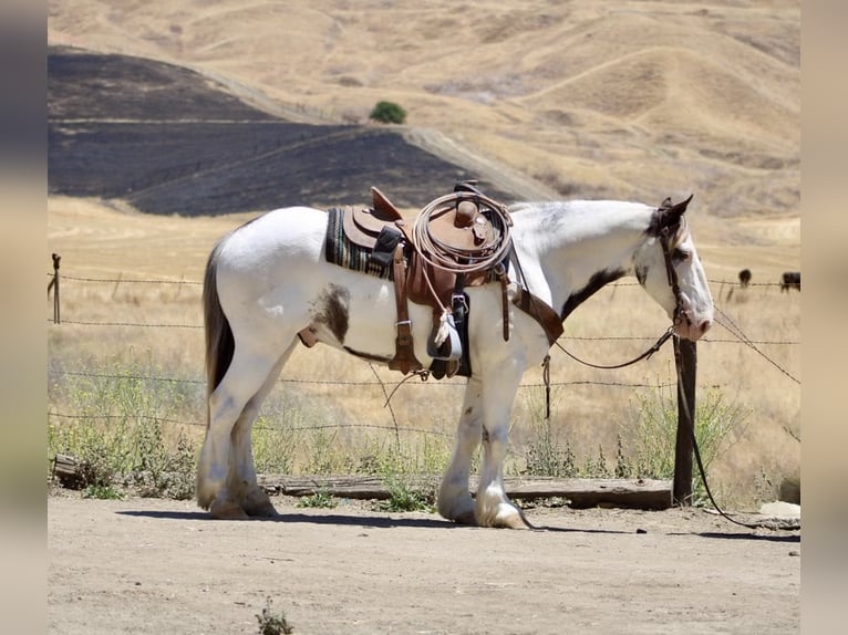 Gypsy Horse Gelding 10 years 14,1 hh Overo-all-colors in Paicines CA