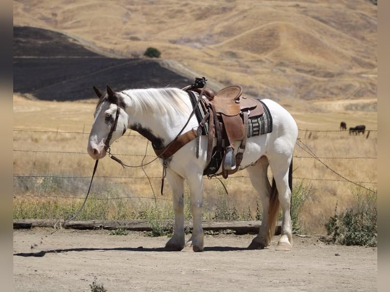 Gypsy Horse Gelding 10 years 14,1 hh Overo-all-colors in Paicines CA