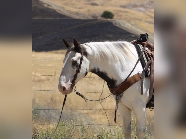 Gypsy Horse Gelding 10 years 14,1 hh Overo-all-colors in Paicines CA