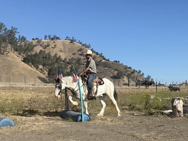 Gypsy Horse Gelding 10 years 14,1 hh Overo-all-colors in Paicines CA
