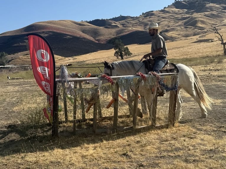 Gypsy Horse Gelding 10 years 14,1 hh Overo-all-colors in Paicines CA
