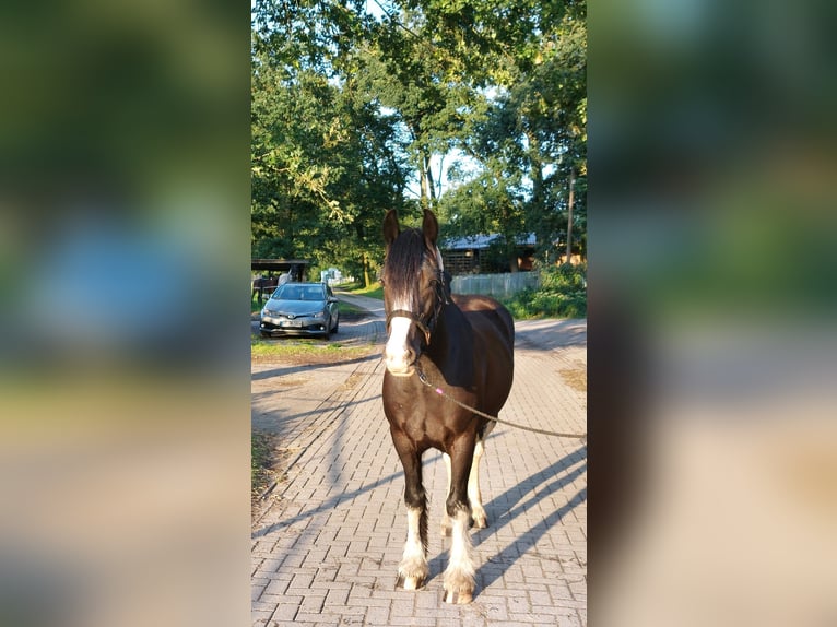 Gypsy Horse Gelding 10 years 14,2 hh Black in Salzbergen