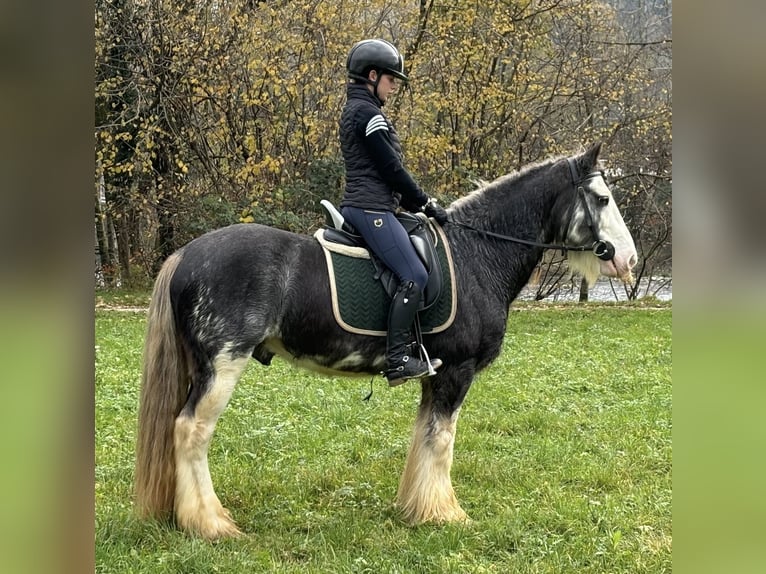 Gypsy Horse Gelding 10 years 14,2 hh Grey-Red-Tan in Bergamo