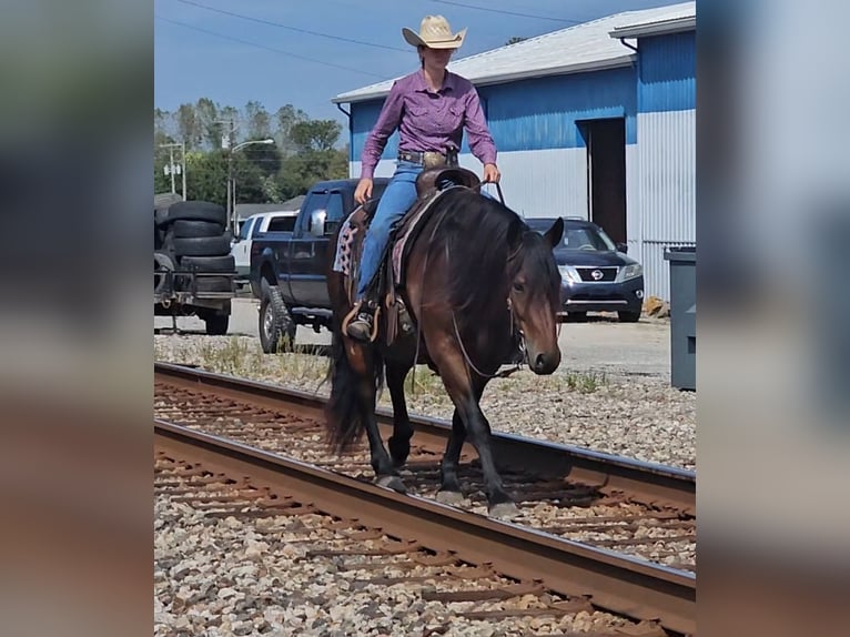 Gypsy Horse Mix Gelding 10 years 14,3 hh Bay in Robards