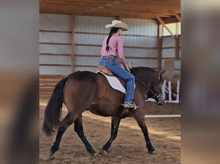 Gypsy Horse Mix Gelding 10 years 14,3 hh Bay in Robards