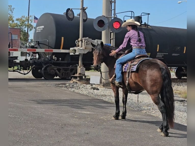 Gypsy Horse Mix Gelding 10 years 14,3 hh Bay in Robards