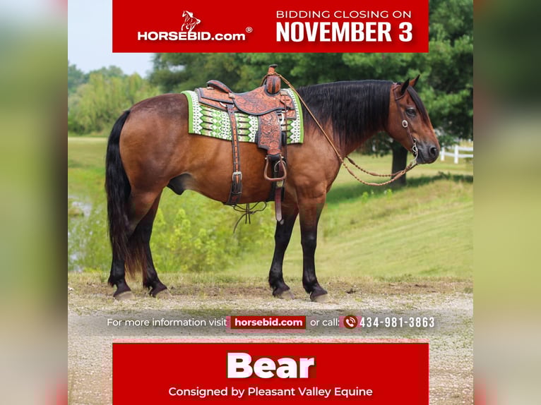 Gypsy Horse Mix Gelding 10 years 14,3 hh Bay in Robards