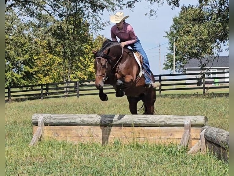 Gypsy Horse Mix Gelding 10 years 14,3 hh Bay in Robards