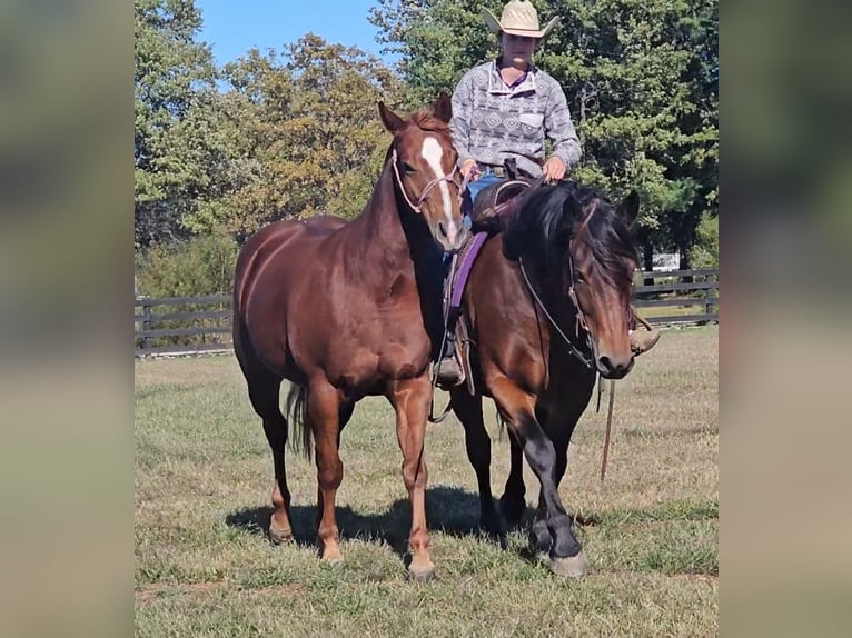 Gypsy Horse Mix Gelding 10 years 14,3 hh Bay in Robards