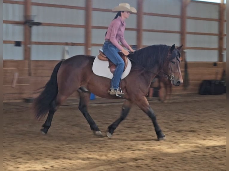 Gypsy Horse Mix Gelding 10 years 14,3 hh Bay in Robards