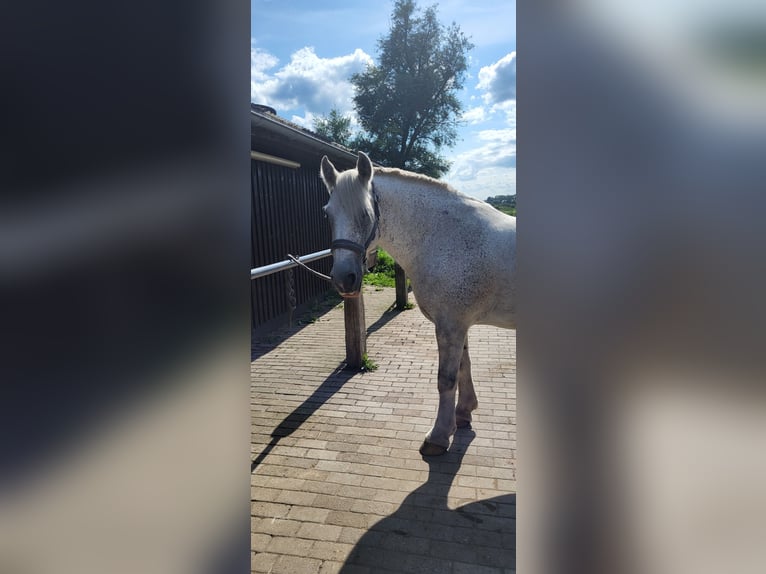 Gypsy Horse Gelding 10 years 14,3 hh Grey-Dapple in Oberkr&#xE4;mer