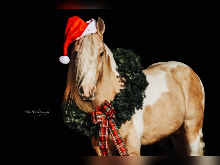 Gypsy Horse Gelding 10 years 14,3 hh Pinto in Mount Vernon