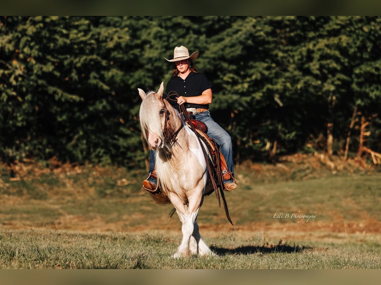 Gypsy Horse Gelding 10 years 14,3 hh Pinto in Mount Vernon