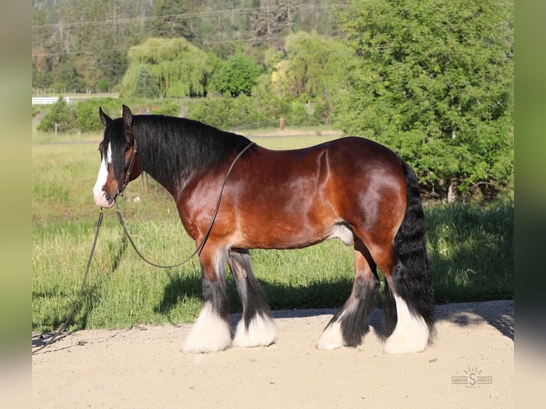 Gypsy Horse Gelding 10 years 15,1 hh Bay in Williams, OR
