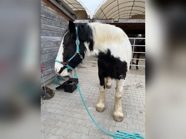 Gypsy Horse Gelding 10 years 15.1 hh Pinto in Ruzsa