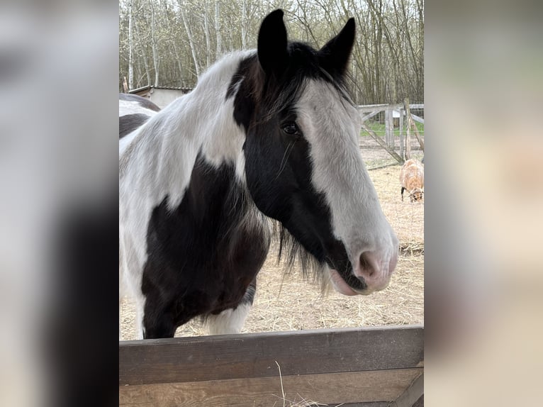 Gypsy Horse Gelding 10 years 15.1 hh Pinto in Ruzsa
